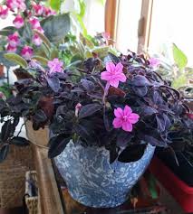 Image result for Ruellia makoyana
