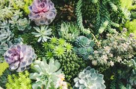 Cacti (the bigger ones, at least) are well known even to those who have little interest in horticulture, likely in part because hollywood westerns turned cacti into. What Are Succulent Plants And Where Are They From Succulent Plant Care