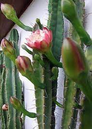 Captus Cereus Plants Vegetables Stuffed Peppers