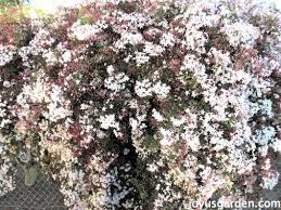 Inquiring horticultural minds want to know! How To Care For The Sweet Pink Jasmine Everybody Loves