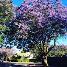 Jacaranda Time In Adelaide South Australia 2016 South Australia Adelaide South Australia Australia Photos