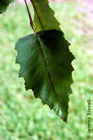 Image result for leaf margin entire