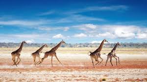 Seni rupa menggambar flora fauna dan alam benda 14 08 2019 objek flora dan fauna memiliki garis garis gambar yang dinamis sehingga lebih mudah ditorehkan atau bisa disebut lebih mudah digambar dibandingkan dengan alam benda yang memiliki garis garis yang statis atau pasti tidak. Unduh 5500 Koleksi Gambar Flora Dan Fauna Di Negara Mesir Gratis Hd Pixabay Pro