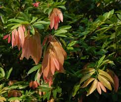 Image result for Cynometra alexandri