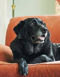 Find the cheapest pet insurance q. Pet Insurance For Older Dogs Comparethemarket Com