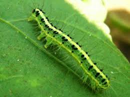 オクラの害虫の名前 分かりますか オクラの葉についていた毛虫です ガーデニング 家庭菜園 教えて Goo