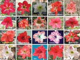 Image result for Hippeastrum sp. cultivars
