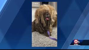 Shih tzu puppies for adoption. Severely Matted Dog In Kansas City Goes Viral After Getting Hair Clipped