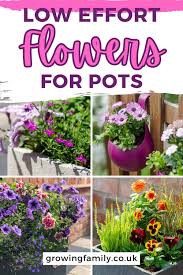 Low Maintenance Plants For Outdoor Pots