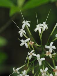 Image result for Pavetta fascifolia