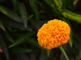 Use them in commercial designs under lifetime, perpetual & worldwide rights. 88 365 Genda Phool A Photo On Flickriver