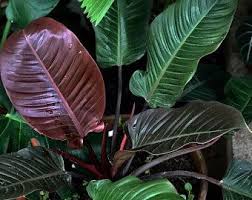 50pcs Philodendron Gloriosum Seeds Bonsai Rare Ornamental Etsy Philodendron Plant Leaves Plants