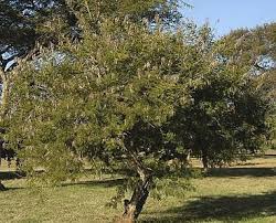 Image result for Acacia davyi