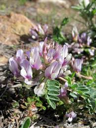 Image result for Agelanthus lugardii