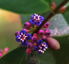 Image result for Memecylon