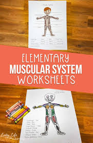 This week, i have these muscular system notebooking pages for you. Muscular System Worksheets For Elementary Students