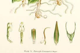 Image result for Disperis thomensis