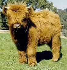 Nowadays, miniature cow breeds are becoming popular on small farms; The Beef Site Breeds Highland Mini Cows Miniature Cows Fluffy Cows
