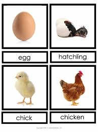 There are hundreds of chicken breeds, from the fluffy silkie to the stately leghorn. Life Cycle Of A Chicken Activities Free Printables