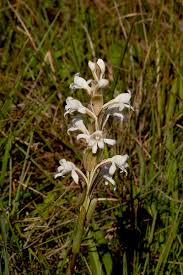 Image result for Satyrium buchananii