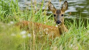Was Fressen Rehe Nahrung Der Waldbewohner