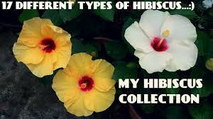 We did not find results for: What Does It Mean When You See Hibiscus Yellow Leaves Grow Gardener Blog