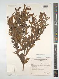 Image result for Rhoicissus revoilii