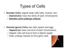 Which cells undergo mitosis in animals. 1 What Are The Reasons Cells Undergo Mitosis Ppt Download