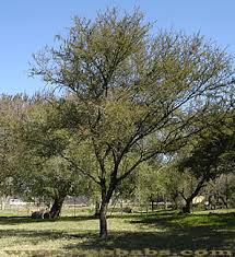 Image result for Acacia tenuispina