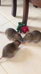 ¡Dile Adios a los ratones y cucarachas con este truco! 🐭😱