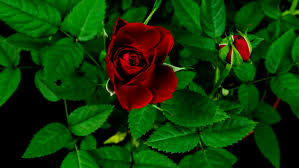 Image result for images of rose flowers blooming