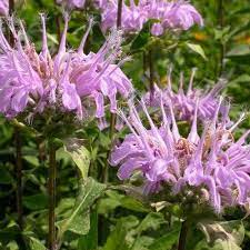 Mintleaf Bee Balm Herb Seeds Monarda Fistulosa 50seeds Etsy Bee Balm Flower Flower Seeds Herb Seeds