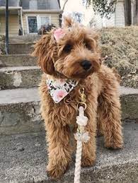 Australian labradoodles continually grow their coat, they need to be clipped regularly or they can end up too long for you to maintain, and then they will mat. Sobet Divan Sobediva Profile Pinterest