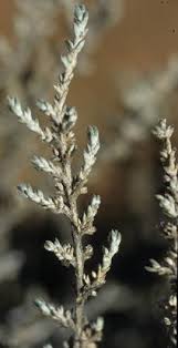 Image result for Plinthus