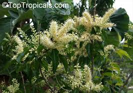Image result for Combretum coriifolium