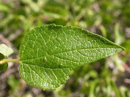 Image result for Celtis