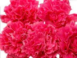 Learn why you should select carnations as mother's day flowers. Hot Pink Carnations Fresh Flowers Free Uk Delivery Pink Carnations Flowers Delivered Carnations