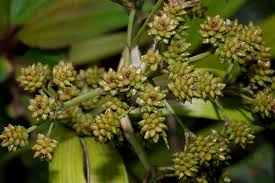 Image result for Hypolytrum