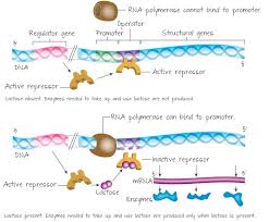Lac Operon Transcription Regulation In Prokaryotes Activating Genes By The Presence Of A Food Source Biochemistry Molecular Biology Biology