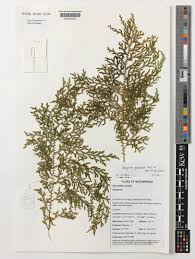 Image result for Selaginella goudotiana
