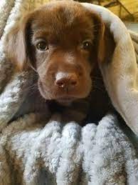 How to find dogs to adopt at a petsmart store. Litter Of 6 Labrador Retriever Puppies For Sale In Manchester Nh Adn 49352 On Puppyfinder Com Gender Male S Labrador Puppy Labrador Labrador Puppy Training