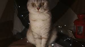 scottish fold scottish fold animals cats