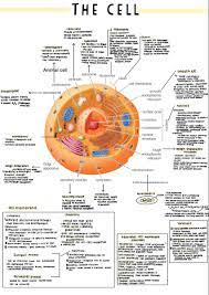 Anatomy Notes Biology Facts Biology Notes Study Biology