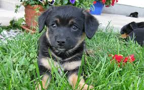 Der österreichische pinscher ist eine alte österreichische hofhunderasse, die heutzutage leider vom aussterben bedroht ist. Osterreichischer Kurzhaarpinscher Arche Austria Verein Zur Erhaltung Seltener Nutztierrassen