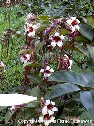 Image result for Strophanthus