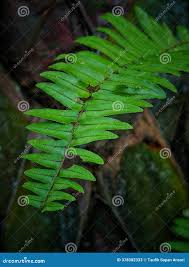 Image result for Lomariopsidaceae