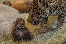 Awww Baby Jaguar Born At San Diego Zoo About 3 Weeks Old Now Animals Amazing Animal Pictures San Diego Zoo