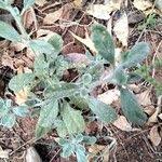 Image result for Heliotropium supinum