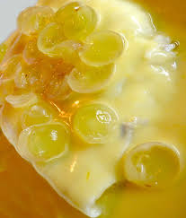 Lemon Sole Veronique Grape Recipes Fish Recipes Recipes
