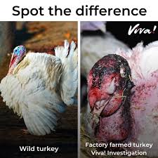 We have found the following website analyses that are related to average turkey weight. Turkeys Viva The Vegan Charity